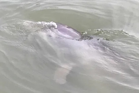 Hilton Head Island: 90-Minute Dolphin & Nature Tour