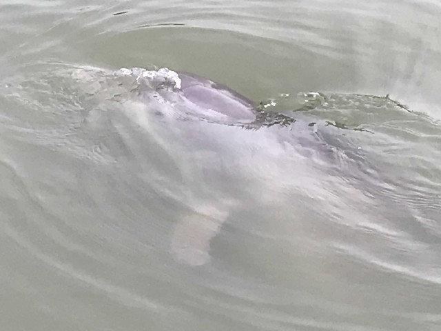 Visit Hilton Head Island 90-Minute Dolphin & Nature Tour in Tybee Island