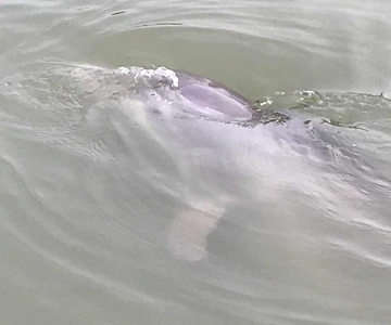 Hilton Head Island: 90-Minute Dolphin & Nature Tour