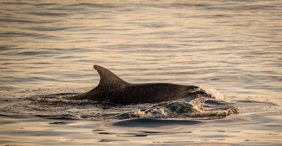 Pula: Nationalpark Brijuni bei Sonnenuntergang, Delfine und Dinner-Bootsfahrt