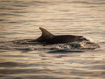 Pula: Brijuni National Park Sunset, Dolphins & Dinner Cruise
