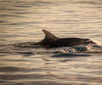 Pula: Brijuni National Park Sunset, Dolphins & Dinner Cruise