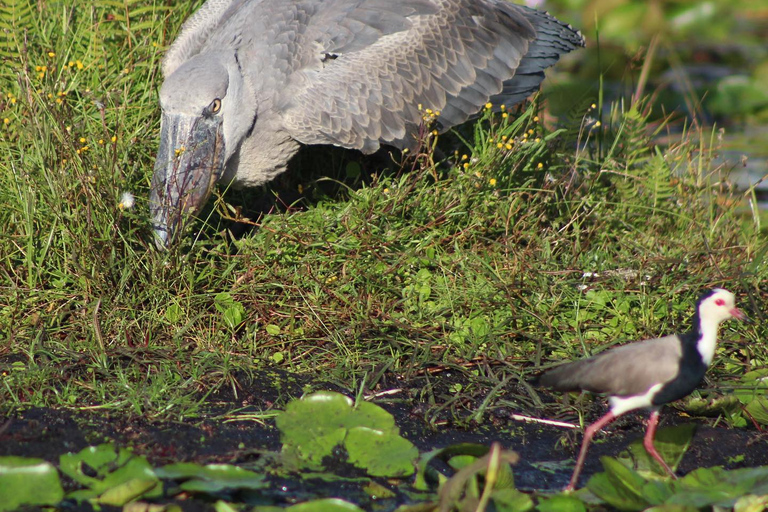 Mabamba Birding Tour mit 3-Gänge-Mittagessen in der Mabamba Lodge.