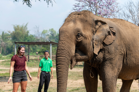 Bangkok: Elephant Sanctuary & Erawan Waterfall TourPrivétour vanuit Bangkok