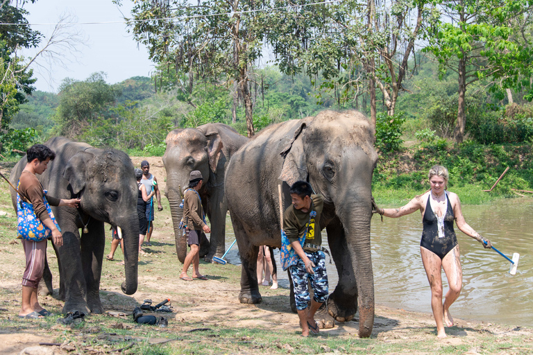 Bangkok: Elephant Sanctuary & Erawan Waterfall TourPrivétour vanuit Bangkok