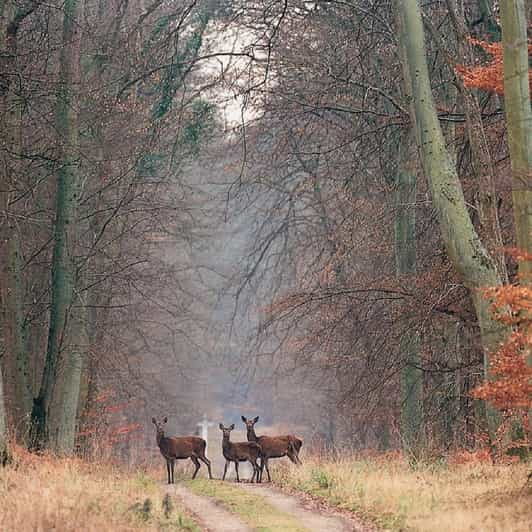 Discover the region of Chantilly through 2 outdoor shows | GetYourGuide