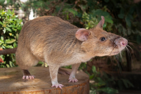 Un tour di animali etici di 10 giorni in Cambogia