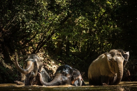 A 10-day ethical animals tour of Cambodia