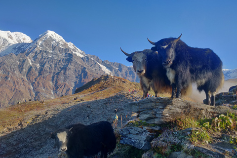 Kathmandu: 7 Day Ghorepani Poonhill &amp; Ghandruk Private TrekKathmandu: 7 Day Ghorepani Poonhill Private Trek