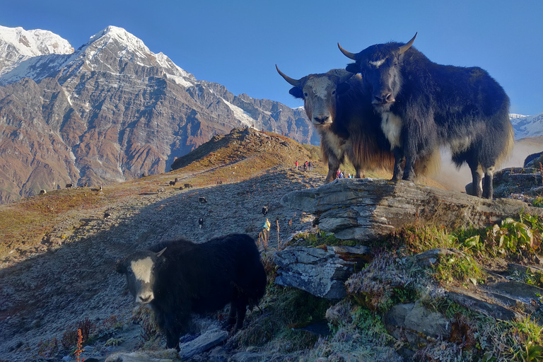 Kathmandu: 7 Day Ghorepani Poonhill &amp; Ghandruk Private TrekKathmandu: 7 Day Ghorepani Poonhill Private Trek