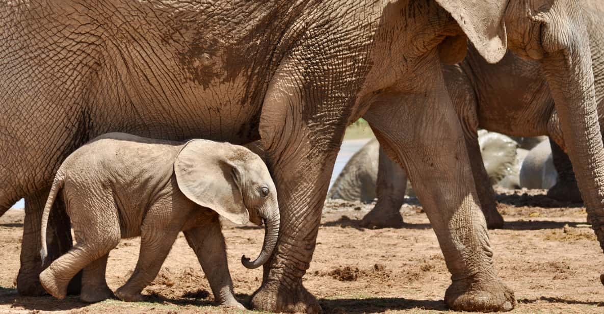 Port Elizabeth Shore Excursion: Addo Elephant Park Safari | GetYourGuide