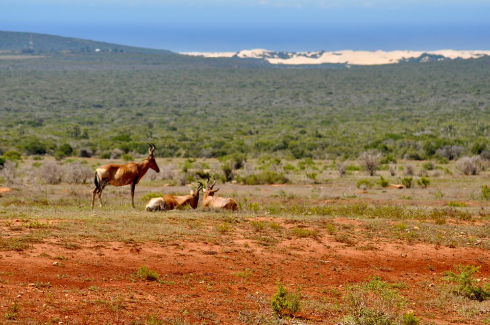 Port Elizabeth Shore Excursion: Addo Elephant Park Safari | GetYourGuide