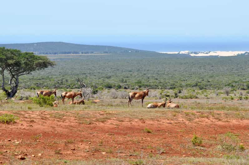 Port Elizabeth Shore Excursion: Addo Elephant Park Safari | GetYourGuide