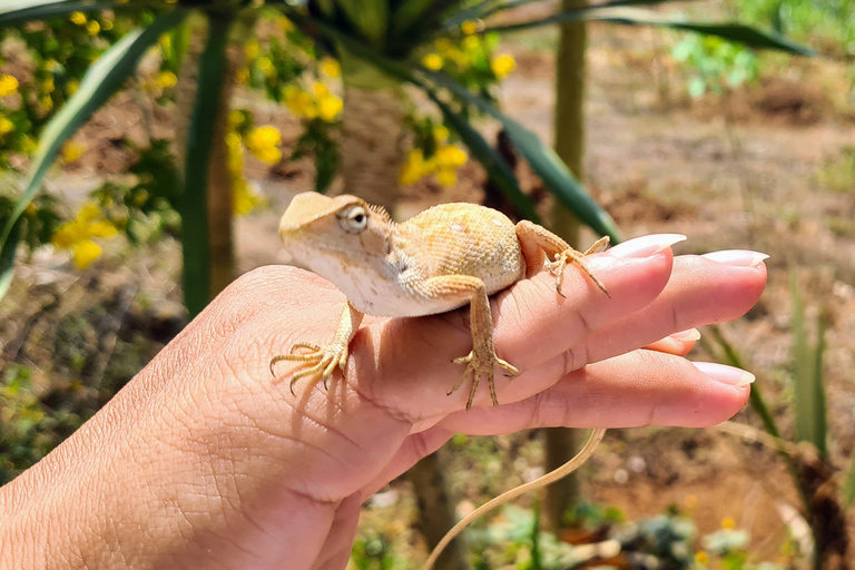 Khao Sok Jungle Day Trip - Jungle Trekking & Bamboo Rafting