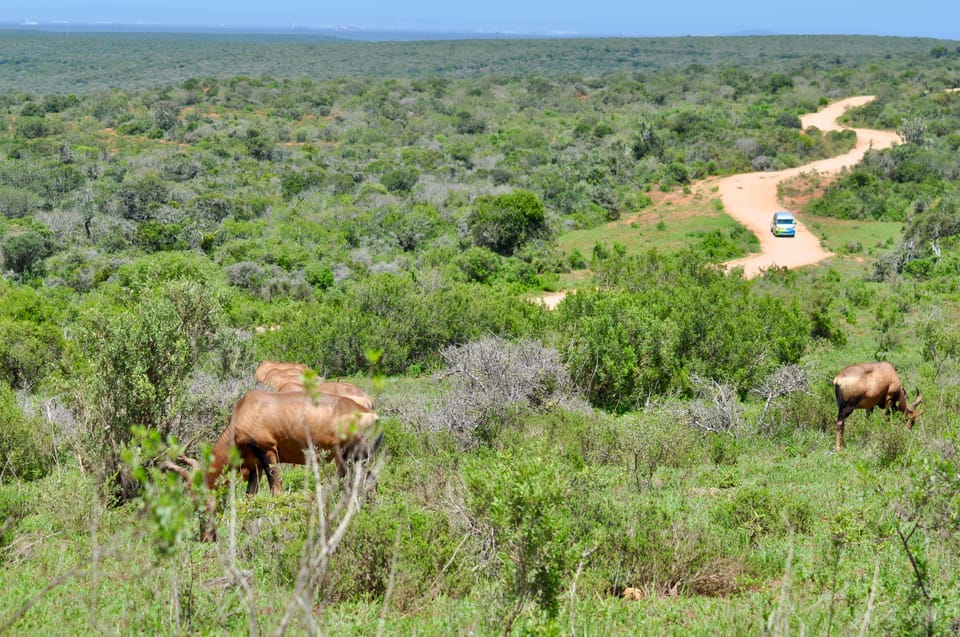 Port Elizabeth: Shore Excursion To Addo Elephant Park Safari | GetYourGuide