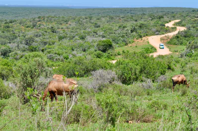 Port Elizabeth Shore Excursion: Addo Elephant Park Safari | GetYourGuide