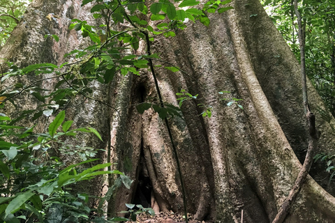 Khao Sok Jungle Day Trip - Jungle Trekking & Bamboo Rafting