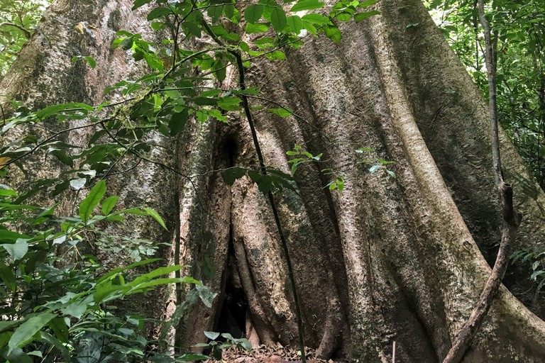 Khao Sok Jungle Day Trip - Jungle Trekking & Bamboo Rafting