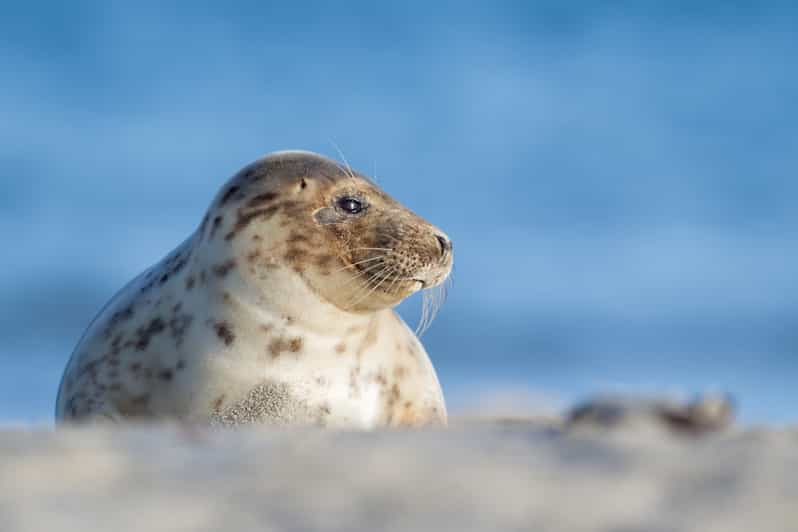 Greifswalder Oie & Ruden Island: Day Trip w/Seals watching | GetYourGuide