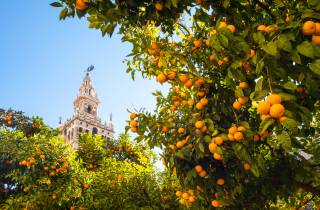 Von der Costa del Sol: Tagestour nach Sevilla