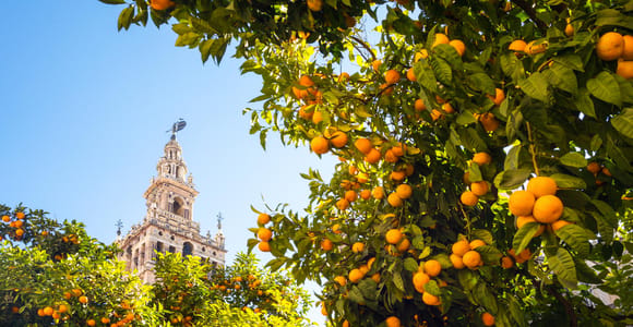 Orange branches with fruit in front of the Giralda tower
