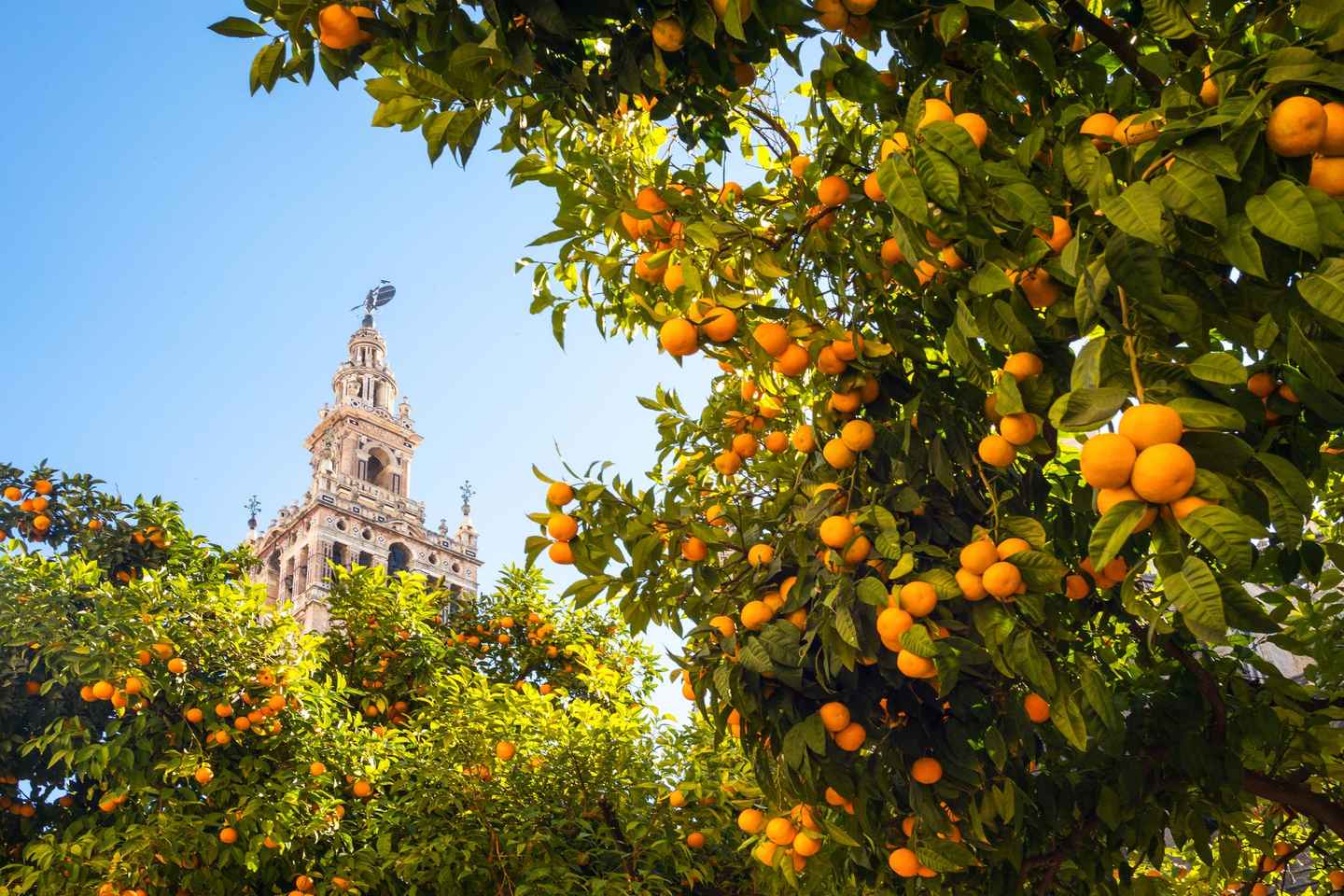 From Costa del Sol: Seville Day Trip - From Benalmadena Solymar