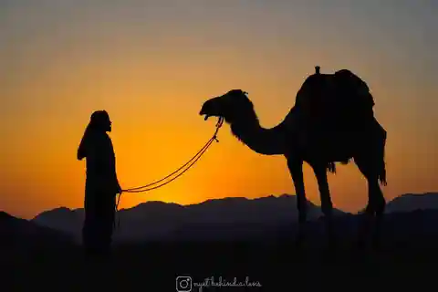 Wadi Rum : Balade à dos de chameau avec thé et guide bédouin