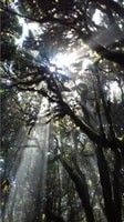 La Gomera, Laurisilva del Parque Nacional Garajonay - Housity
