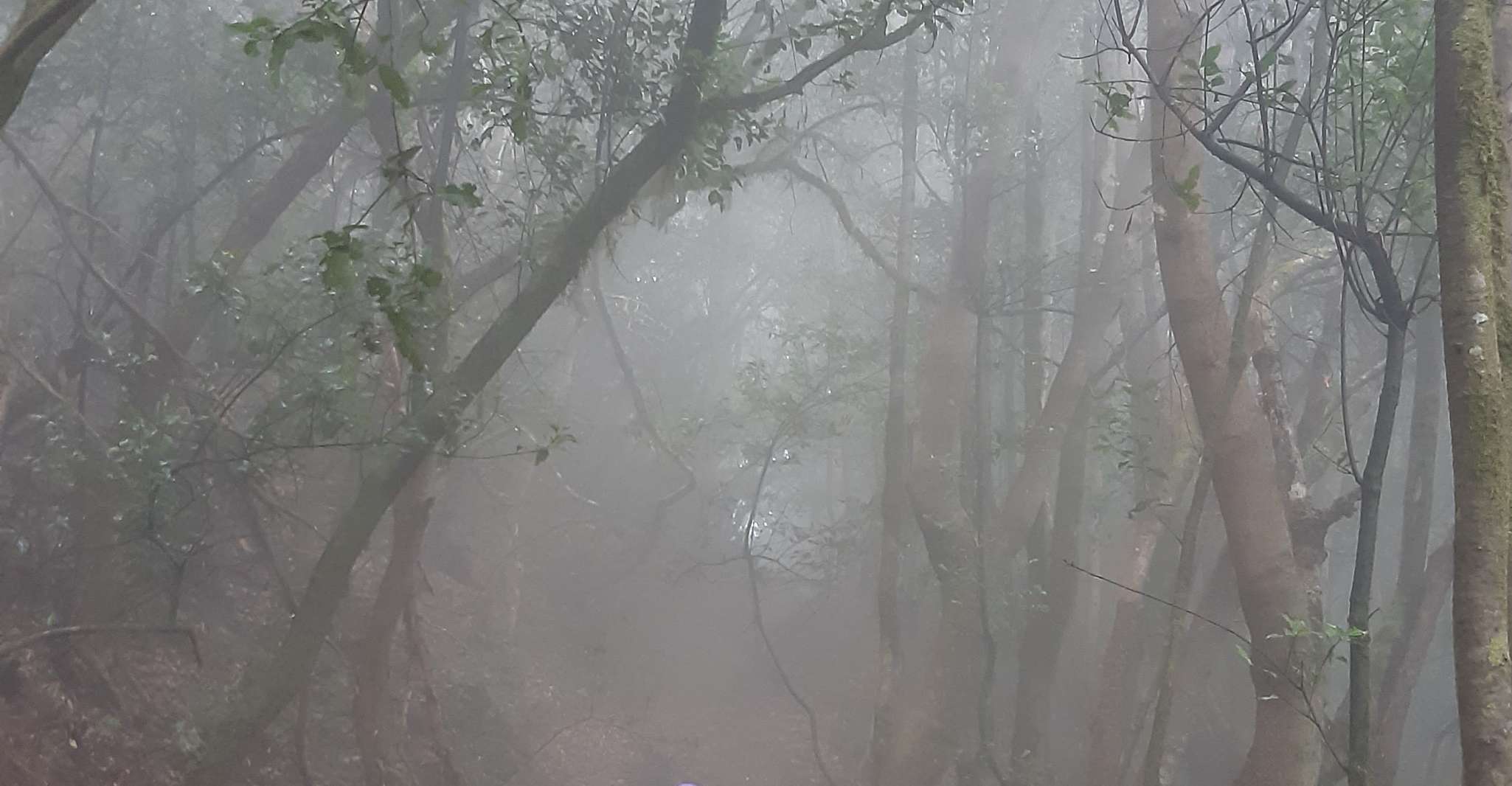 La Gomera, Laurisilva of Garajonay National Park - Housity