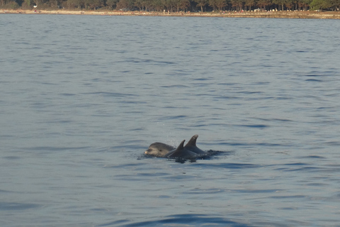 Poreč: Dolphin Spotting Cruise with Included Drinks