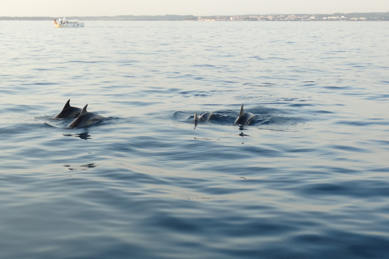 Poreč: Dolphin Spotting Cruise with Included Drinks