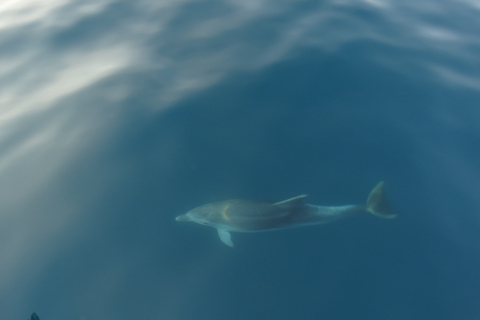 Poreč: Dolphin Spotting Cruise with Included Drinks