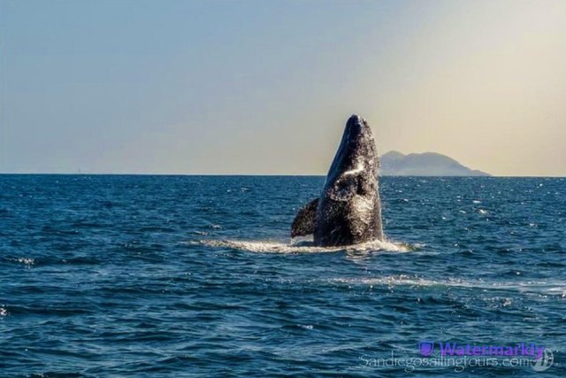 San Diego: Halbtagestour durch die Tierwelt des Meeres mit Mittagessen