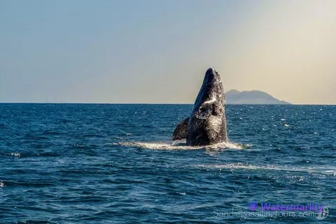 San Diego : Visite d'une demi-journée de la faune marine avec déjeuner