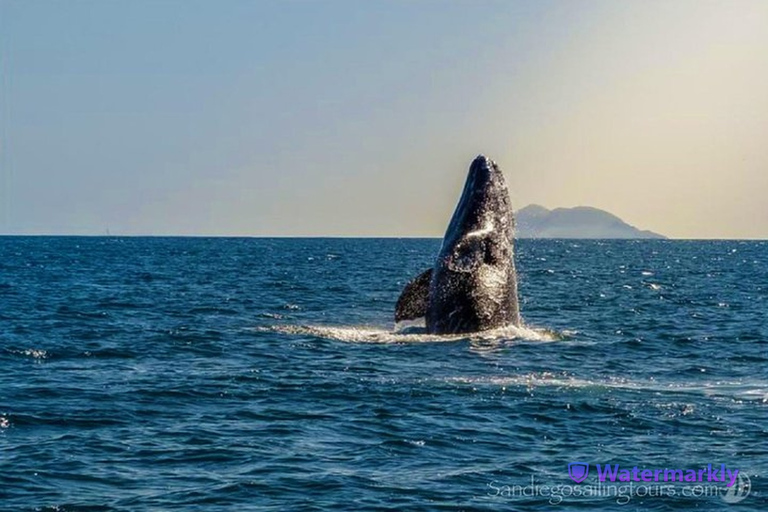 San Diego: Tour di mezza giornata della fauna marina con pranzoSan Diego: tour della fauna marina di mezza giornata con pranzo