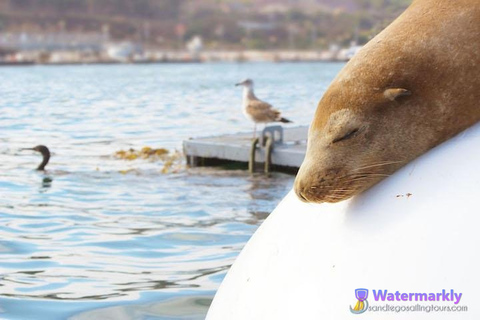 San Diego: Tour de medio día por la fauna marina con almuerzoSan Diego: Excursión de medio día a la fauna marina con almuerzo