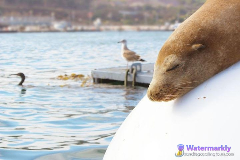 San Diego: Tour di mezza giornata della fauna marina con pranzoSan Diego: tour della fauna marina di mezza giornata con pranzo