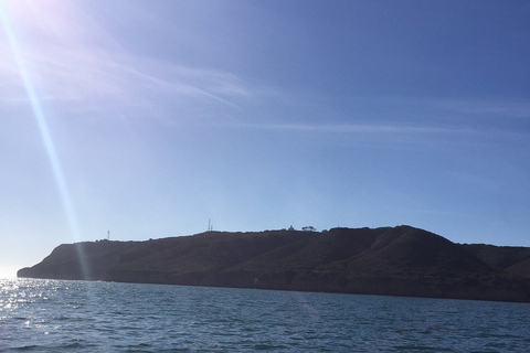 San Diego: Tour di mezza giornata della fauna marina con pranzoSan Diego: tour della fauna marina di mezza giornata con pranzo