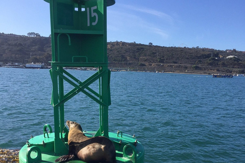 San Diego: Half-Day Marine Wildlife Tour with Lunch