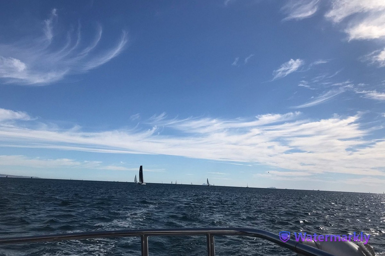 San Diego: Tour di mezza giornata della fauna marina con pranzoSan Diego: tour della fauna marina di mezza giornata con pranzo