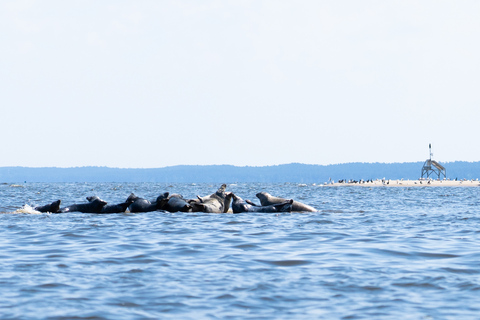 Gdansk: Seal watching