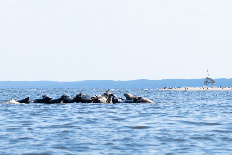 Gdansk: Seal watching