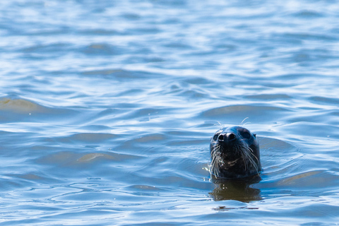Gdansk: Seal watching