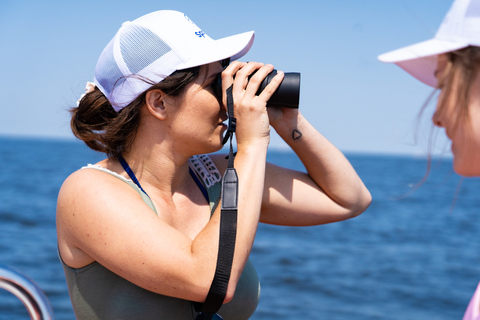 Gdansk: Seal watching