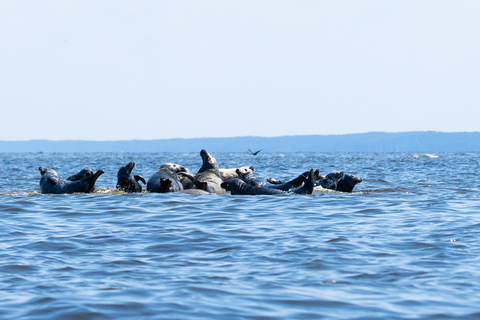 Gdansk: Seal watching