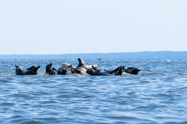 Gdansk: Seal watching
