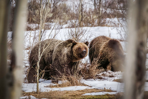 Jackson: Grand Teton Sunrise Safari with Naturalist Guide