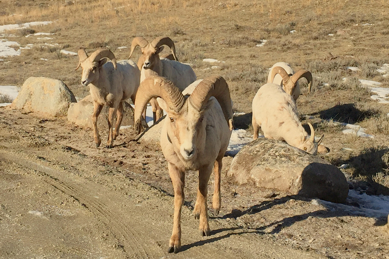 Jackson: Grand Teton Sunrise Safari with Naturalist Guide