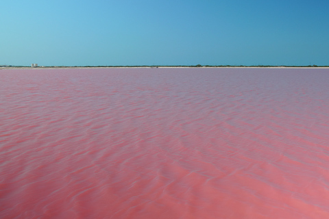 Riviera Maya: Rio Lagartos &amp; Las Coloradas Day Trip w/LunchFrom Riviera: Tour, Amenities + Box Lunch + Drink Package