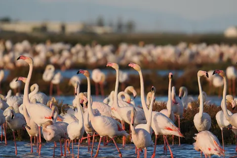 Flamingo-fugleobservation i Ebro-deltaet ved solnedgang